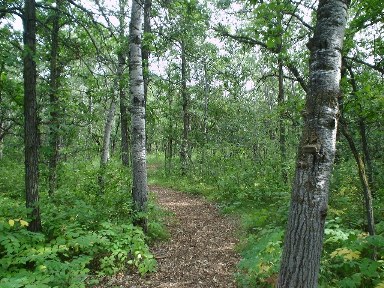 Assiniboine Forest trail path